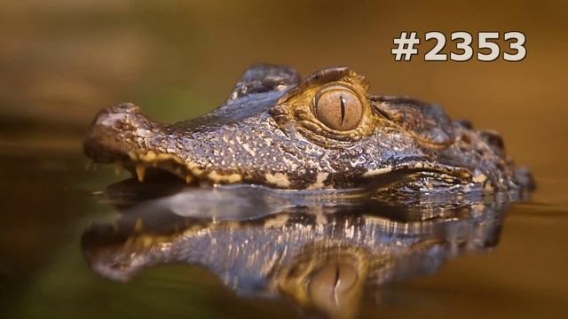 #2353. Крокодилы (В мире животных) смотреть онлайн