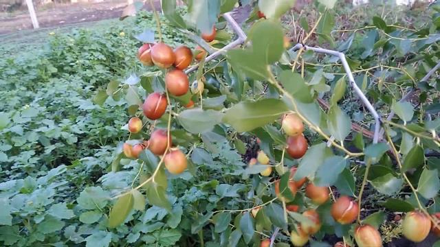 Зизифус смотреть онлайн