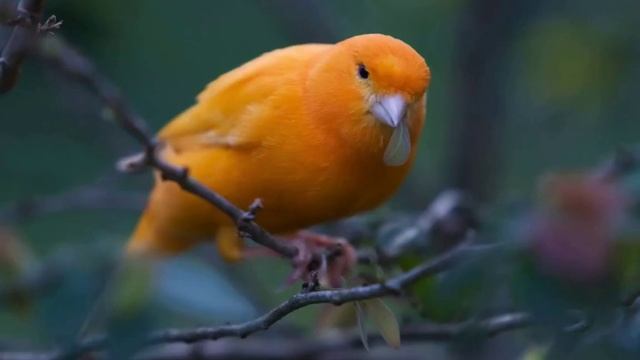 Какие птицы помогали шахтерам? смотреть онлайн