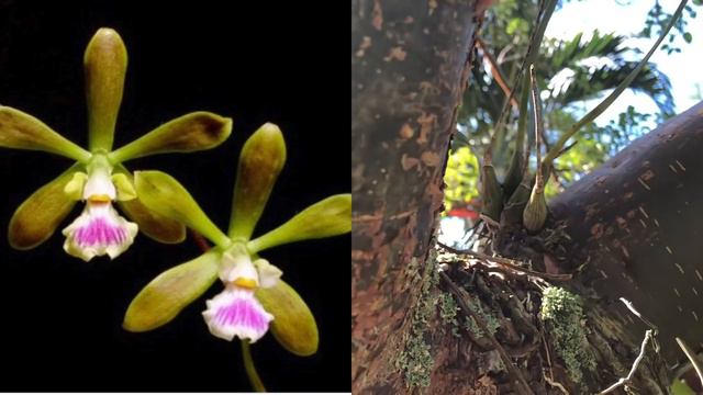 October 2018 Orchid Update, New Blooms, Garden Tour смотреть онлайн