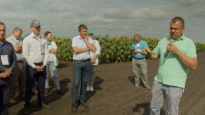 Подсолнечник - технология возделывания, болезни, вредители, обработка