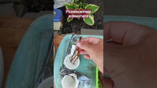 Размножение клематиса смотреть онлайн