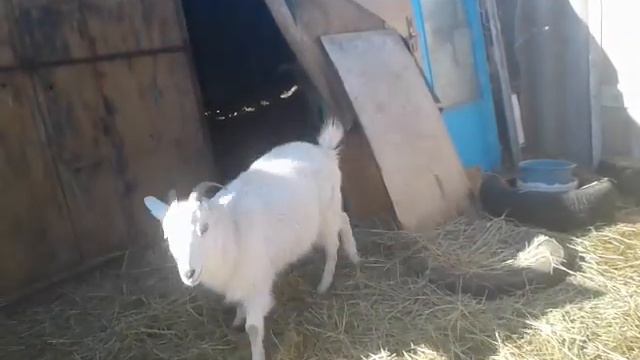 Козочка любит бодать людей смотреть онлайн