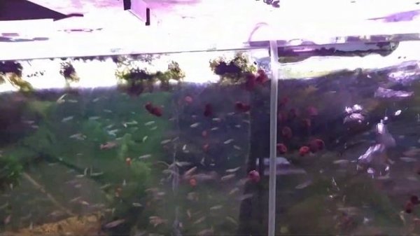 Обзор разводни. Продажа аквариумных рыб Москва Садовод Птичий рынок 2 линия 25 место.