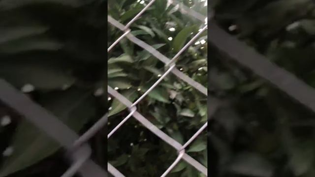 Лайм . Как растёт лайм в Турции . Кемер . Посёлок Текирова. 3 июля смотреть онлайн