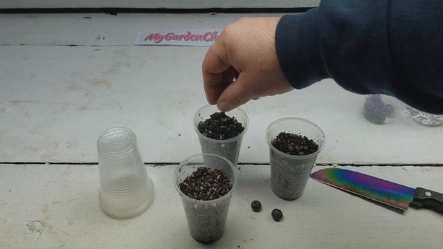 How to Grow Blueberries from Seeds of Blueberry (Quick Method) смотреть онлайн