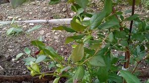 Посадка голубики в Крыму. Немного размышлений.