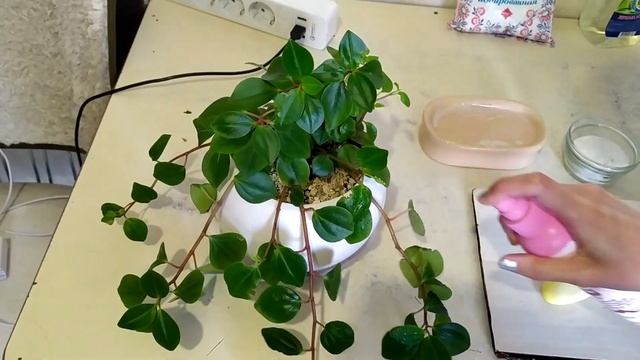 Спасаем пеперомию!!! Лечи пеперомию народными средствами! смотреть онлайн