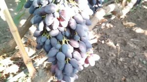 Виноград Кармен -2018.