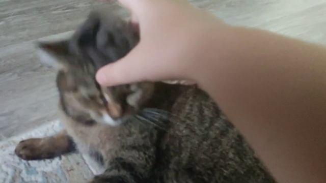 кусочек из жизни :3 и алиса не любит шапки смотреть онлайн