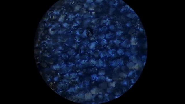 Common Bugloss (Anchusa Officinalis) Under a Microscope смотреть онлайн