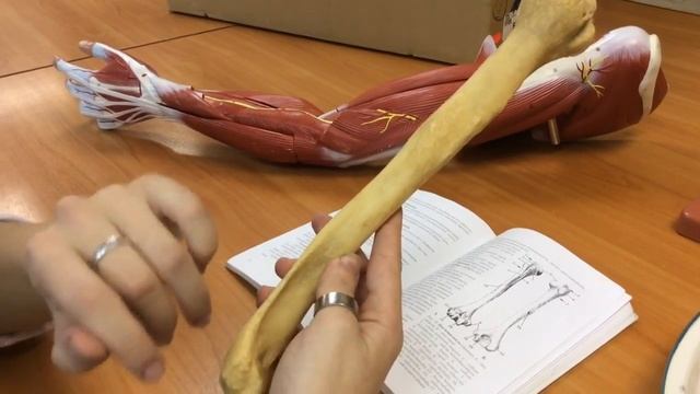 1 27 Плечевая кость смотреть онлайн