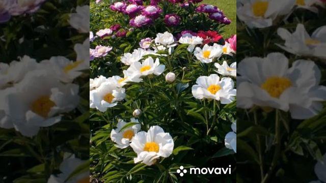 Пион - жемчужина сада смотреть онлайн