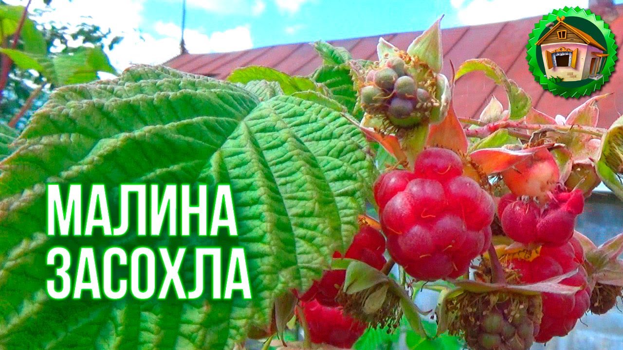 Малина засохла, а смородина растёт. Работаем в саду. Нашли залежи соли. 83 серия смотреть онлайн