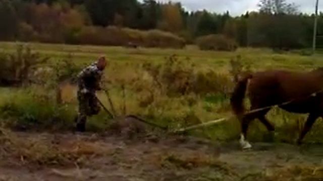 Куусалу, Эстония, Тиит копает картошку смотреть онлайн