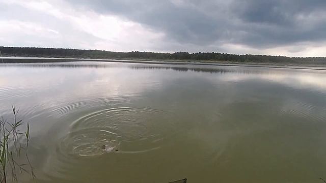 ДИКА ВОДОЙМА НЕ ПРОЩАЄ ПОМИЛОК.Ловля коропа.с. Корчів смотреть онлайн