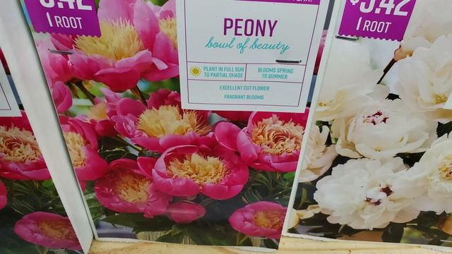 Пионы. Какие сорта привезли в магазин на продажу. смотреть онлайн
