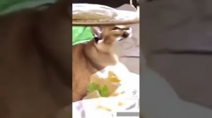 мем, шлёпа готовит пельмени 1час