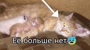 Кошка погибла, котята теперь никогда не увидят маму. Влог: привезла собак погостить у родителей.