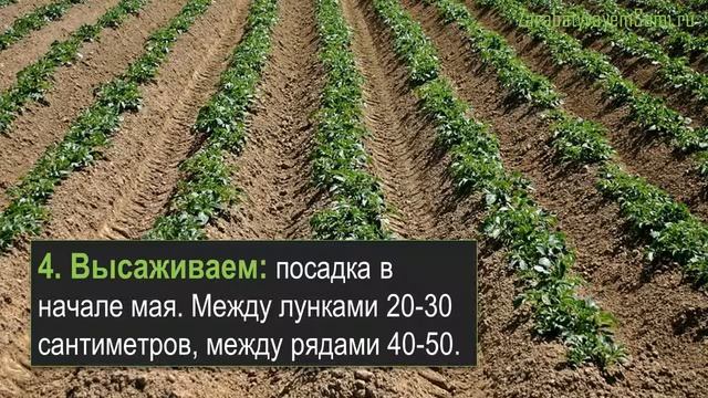 Бизнес на выращивании картофеля смотреть онлайн