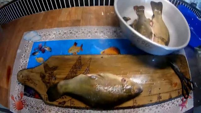 ЛИНЬ ЛЕНИВЫЙ