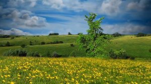 Футаж степь