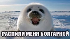 Распили меня болгаркой 10 часов