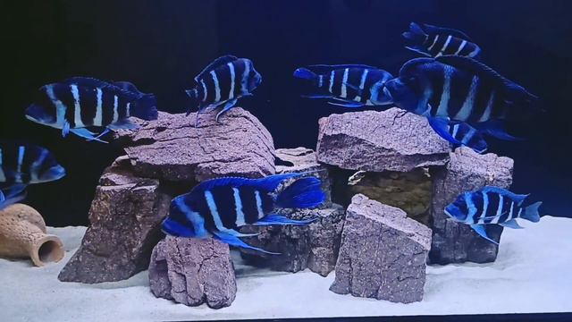 Gibberosa Blue Zair Moba Wild Frantossa Moba Франтоза Моба дикая рыба 🎏 #tanganyika #aquarius #moba