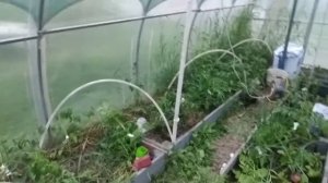 Использование теплицы по максимуму.