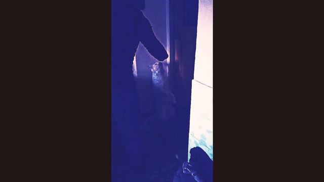 мяу, ребятки, котя стоит, в пол пятки 😉👍 смотреть онлайн