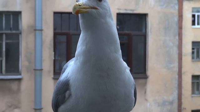 Чайка Seagull (Larus marinus) HD смотреть онлайн