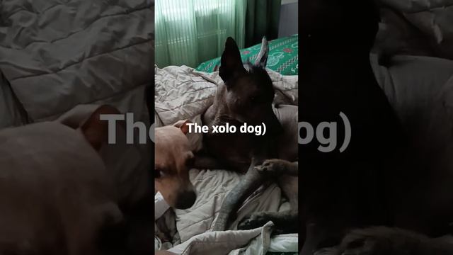 The xolo dog and American hairless terrier) смотреть онлайн