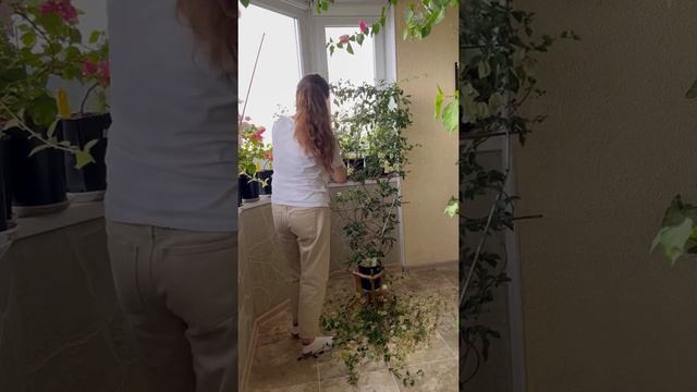 Обрезка Бугенвиллии, сформированной на опоре смотреть онлайн