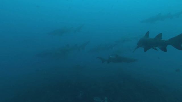 Diving Protea Banks In Winter In 4k - Ragged Tooth, Black Tips & Dolphins