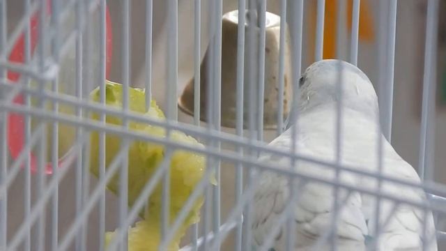 КАК ПОЖИРАЕТ ОГУРЕЦ.ШОКИРУЮЩЕЕ ВИДЕО.РЕДКОЕ ВИДЕО. смотреть онлайн