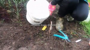 РОЗЫ НЕ РАСТУТ  ЧТО ДЕЛАТЬ   ЧЕМ ПОДКОРМИТЬ