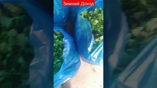 Кинза Листья Свеклы смотреть онлайн