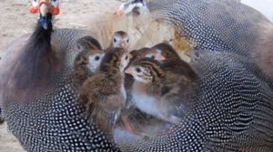 Разведение и содержание цесарок как бизнес идея | Птицеводство | Цесарки в домашних условиях