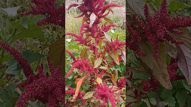 #red #amaranth #greens #seeds #harvest #thuadai #organic #farm #ooty смотреть онлайн
