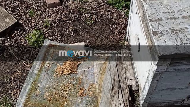 Весенняя подкормка пчел смотреть онлайн