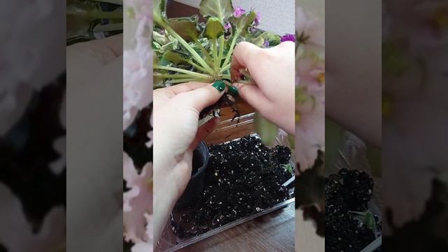 Пересадка фіалки (жахливе коріння, приклад того, що НЕ має бути) смотреть онлайн