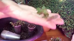 Раскрываю все секреты выращивания Каллизии , от черенка до пышного шара?