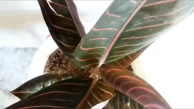 BLACK SUMATRA/TOP RARE/ AGLAONEMA PLANT.