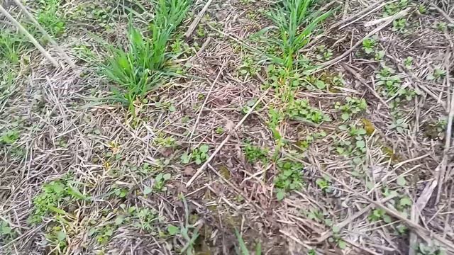 Посев люпина в пшеницу 18.04.19 смотреть онлайн