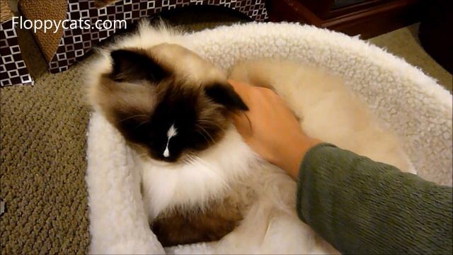 Ragdoll Cat Charlie Chin Hair for Lisa October 2013 - ねこ - ラグドール - Floppycats смотреть онлайн