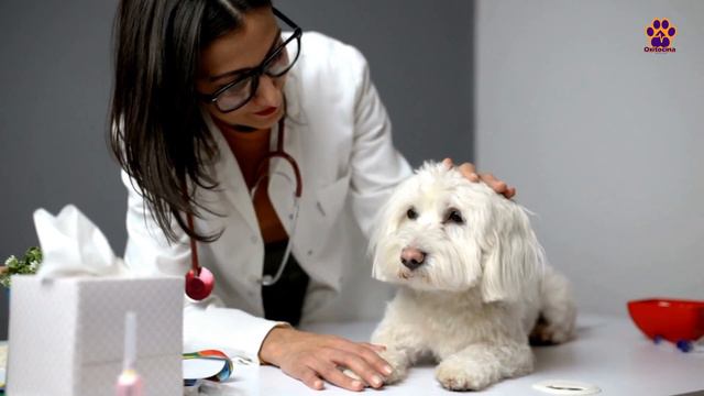 BICHÓN MALTÉS: 7 RAZONES PARA NO TENERLO смотреть онлайн