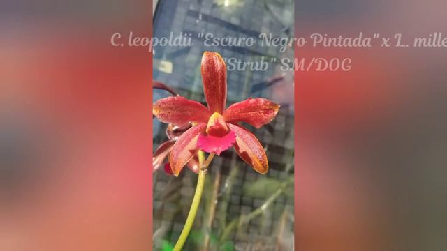 Орхидеени цъфтежи, януари 2022 / Orchids in bloom, January 2022 (English subs) смотреть онлайн