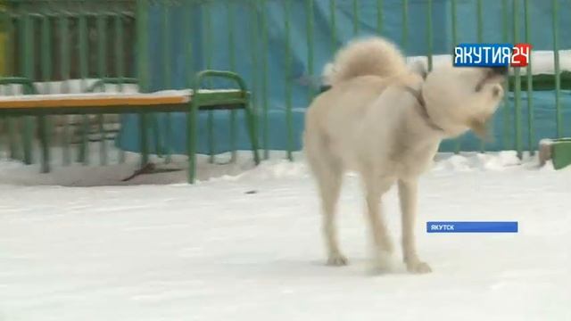Клонированная якутская лайка показала охотничьи способности смотреть онлайн