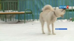 Клонированная якутская лайка показала охотничьи способности