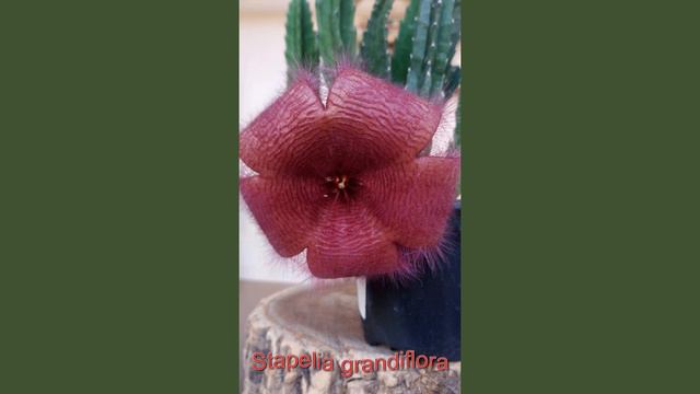Стапелия